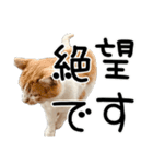 ごまーず（個別スタンプ：22）