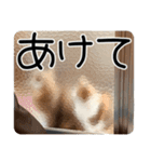 ごまーず（個別スタンプ：25）