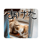 ごまーず（個別スタンプ：26）