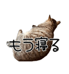 ごまーず（個別スタンプ：27）