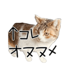 ごまーず（個別スタンプ：28）