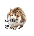 ごまーず（個別スタンプ：29）