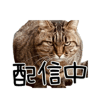 ごまーず（個別スタンプ：30）