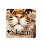 ごまーず（個別スタンプ：31）