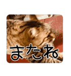 ごまーず（個別スタンプ：32）