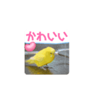 了解いいねありがとう黄色青セキセイインコ（個別スタンプ：1）