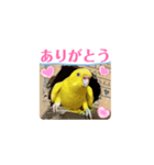 了解いいねありがとう黄色青セキセイインコ（個別スタンプ：2）