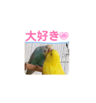 了解いいねありがとう黄色青セキセイインコ（個別スタンプ：3）