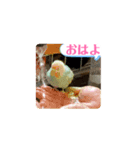 了解いいねありがとう黄色青セキセイインコ（個別スタンプ：4）