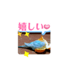 了解いいねありがとう黄色青セキセイインコ（個別スタンプ：6）