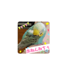 黄色エメラルドグリーンセキセイインコ青色（個別スタンプ：1）