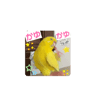 黄色エメラルドグリーンセキセイインコ青色（個別スタンプ：3）