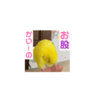 黄色エメラルドグリーンセキセイインコ青色（個別スタンプ：8）