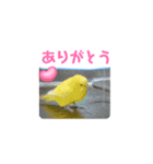 全部ありがとう多国黄色青色セキセイインコ（個別スタンプ：1）