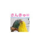 全部ありがとう多国黄色青色セキセイインコ（個別スタンプ：2）