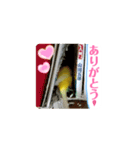 全部ありがとう多国黄色青色セキセイインコ（個別スタンプ：8）