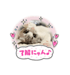 子猫のポノくんLINEスタンプ（個別スタンプ：1）