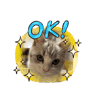 子猫のポノくんLINEスタンプ（個別スタンプ：4）