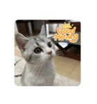 子猫のポノくんLINEスタンプ（個別スタンプ：5）