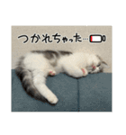 子猫のポノくんLINEスタンプ（個別スタンプ：10）