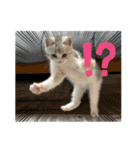 子猫のポノくんLINEスタンプ（個別スタンプ：11）