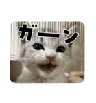 子猫のポノくんLINEスタンプ（個別スタンプ：12）