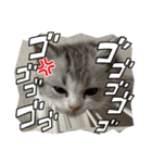 子猫のポノくんLINEスタンプ（個別スタンプ：14）