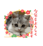 子猫のポノくんLINEスタンプ（個別スタンプ：15）