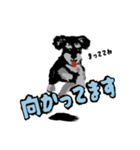 シュナだらけスタンプ（個別スタンプ：6）