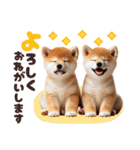 年中使える♡柴犬（個別スタンプ：2）