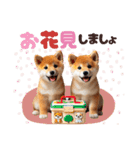 年中使える♡柴犬（個別スタンプ：22）