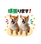 年中使える♡柴犬（個別スタンプ：33）