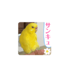 全部ありがとうセキセイインコ黄色青色多国（個別スタンプ：1）