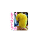 全部ありがとうセキセイインコ黄色青色多国（個別スタンプ：3）