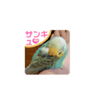 全部ありがとうセキセイインコ黄色青色多国（個別スタンプ：4）