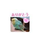 全部ありがとうセキセイインコ黄色青色多国（個別スタンプ：5）