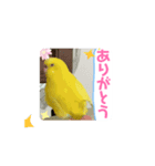 全部ありがとうセキセイインコ黄色青色多国（個別スタンプ：7）