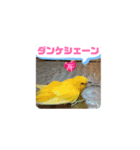 全部ありがとうセキセイインコ青色黄色多国（個別スタンプ：3）