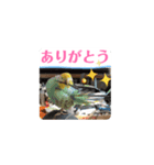 全部ありがとうセキセイインコ青色黄色多国（個別スタンプ：4）