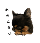 黒豆たぬき（個別スタンプ：10）
