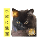 黒猫 ルナ院長161にゃんめ（個別スタンプ：8）