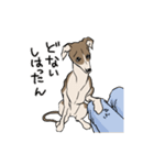 上目遣いの犬（個別スタンプ：31）