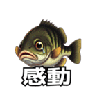 ブラックバスとその仲間たち（個別スタンプ：13）
