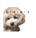 chao 2025（個別スタンプ：2）
