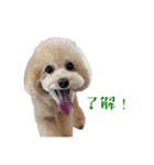 chao 2025（個別スタンプ：5）
