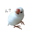 文鳥さーん（個別スタンプ：1）