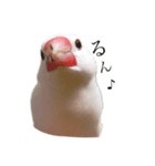 文鳥さーん（個別スタンプ：4）
