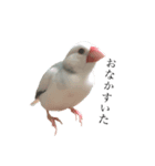 文鳥さーん（個別スタンプ：6）