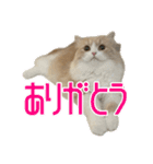 うるわしのティア（個別スタンプ：2）