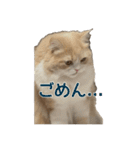 うるわしのティア（個別スタンプ：3）